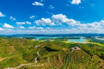 广西百色“致富果”：高品质芒果直供香港，带动近五千户增收
